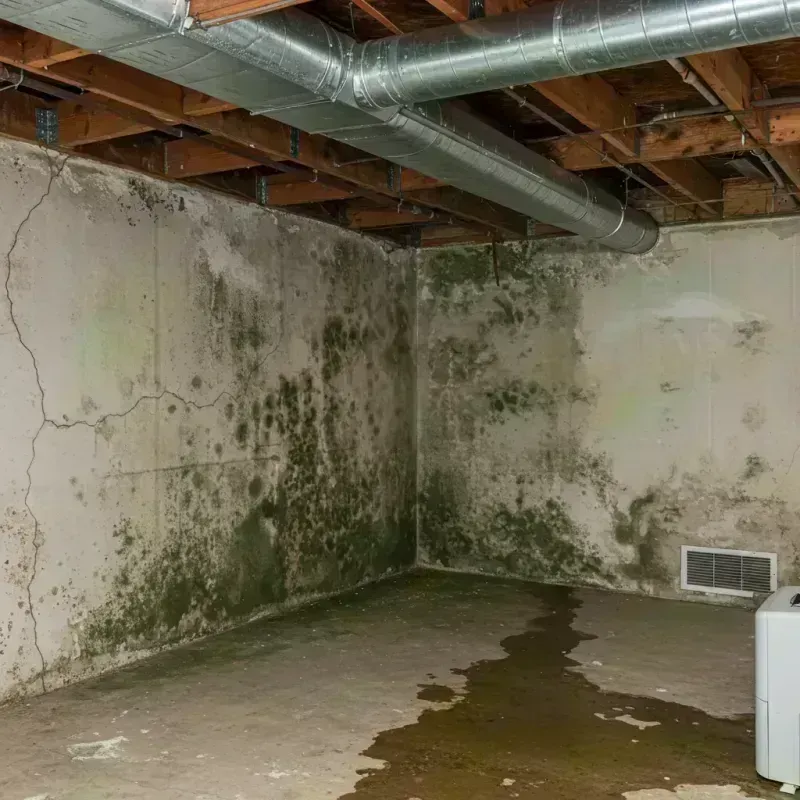 Professional Mold Removal in DeQuincy, LA